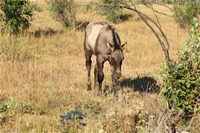 Fireball's colt