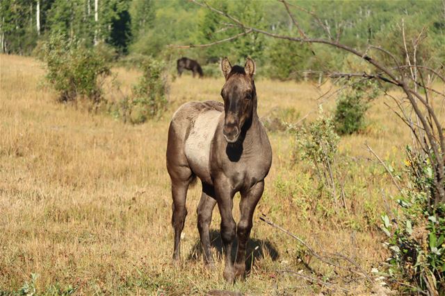 Fireball's colt