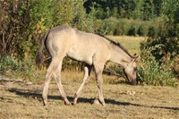 Kareema's colt