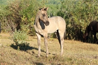 Kareema's colt