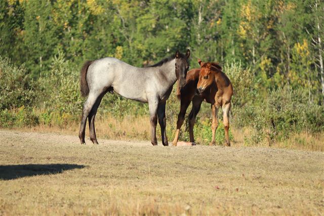 Cheri's colt