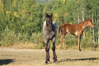 Cheri's colt