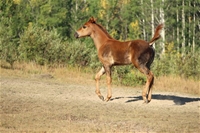 Magic's filly