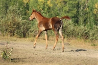 Magic's filly