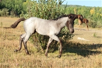 Cheri's colt