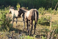 Fireball's colt