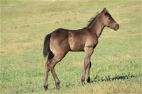 Casino Cashn Hancock