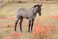 Kareema's colt