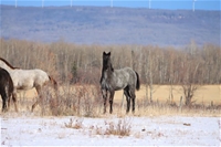 AW Hawks Dustnblue T