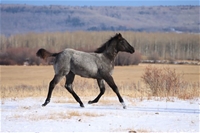 AW Hawks Dustnblue T