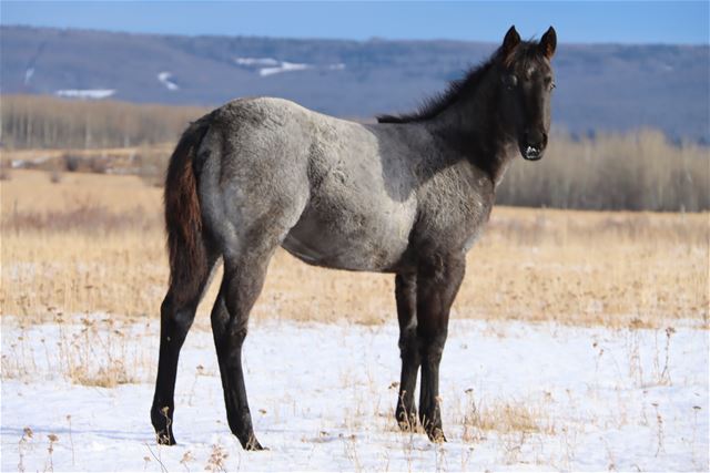 AW Hawks Dustnblue T