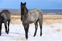 AW Hawks Dustnblue T