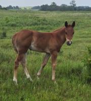2025 sorrel colt