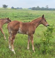 2025 sorrel colt