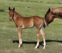 2025 sorrel colt