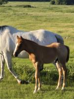 2025 red roan colt
