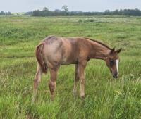 2025 red roan colt