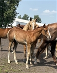 RR Hot Spurs