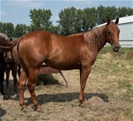 RR Hot Little Peppy