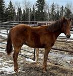 March 7  2025SHINERSCHARMINBELLE (2024)