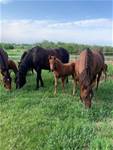 June 17  2025SHINERS LIL CHARMN WHIZ (2025 )