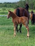 June 17  2025Shiners Gunner Whiz  (  2025 )