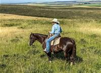 SJR Diamond Dixie 