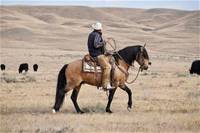2024 Lusitano x Sally FILLY 