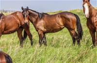 2024 Lusitano x Sally FILLY 