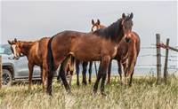 2024 Lusitano x Sally FILLY 