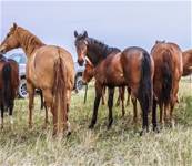 2024 Lusitano x Sally FILLY 